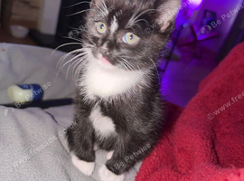 Female kitten black and white ready now Craigavon NI