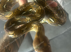 Dwarf reticulated python