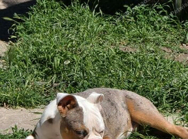 Old Tyme bulldog