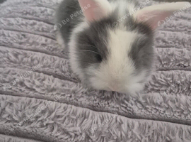 Lionhead baby bunnies ready