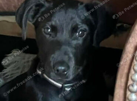 Spaniel cross labrador  free to good home