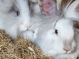 Baby lionhead sisters need a home
