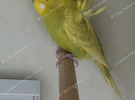 Budgies