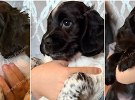 COCKER SPANIELS 2 Boys 1 Girl SCARBOROUGH