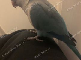 Rehome