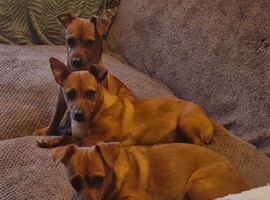3 x Jack russel females
