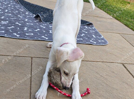 1/4 saluki grey 12 weeks old fully vaccinated