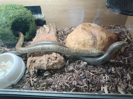 Pair legless lizards
