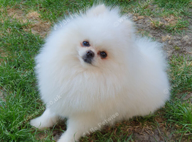 KC White pomeranian PROVEN STUD DUTIES ONLY