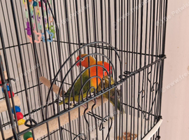 Love birds