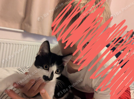 1 kitten left....black and white kitten