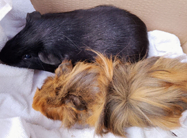 young & adult boars looking for new homes