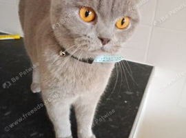 Female bsh cat lilac