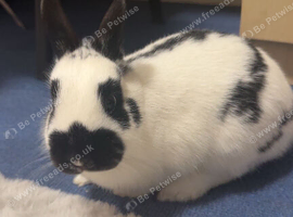 Looking to rehome a rabbit
