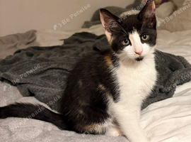 Two kittens available. White boy, dark girl. Born 17th april