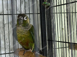 Baby Male conure Glasgow