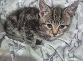 2 kittens for sale