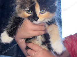 Ragdoll cross kittens