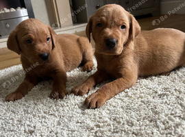 Beautiful Deep Red Labs
