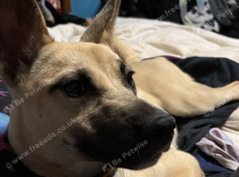 6 month puppy