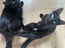 2 loving 8 month kittens