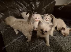 Lovely ragdoll kittens