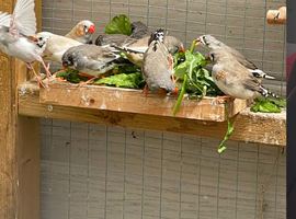 Zebra Finches