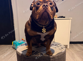 Rolo american pocket bully