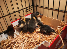 Mixed baby ducks