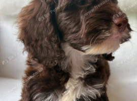 Gorgeous Cockapoo puppies
