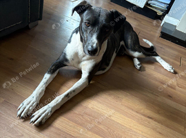 Collie bullgrey