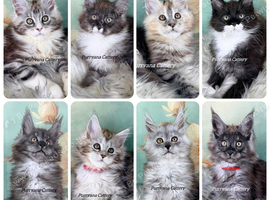 TICA registered Maine coon kittens