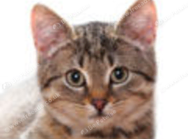 Abyssinian