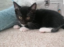 Beautiful Kittens looking for loving homes