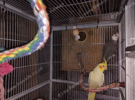 Cockateils