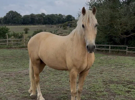Rambo 8yr old palomino warmblood gelding