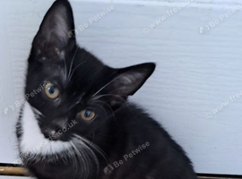 Kitten