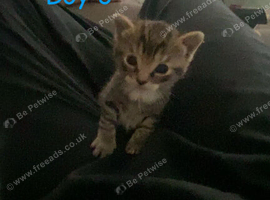 1 boy looking for his forever home