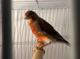 Harlequin Cock 2024