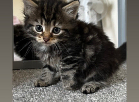 Grey tabby and black kittens