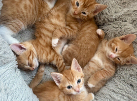 5 beautiful ginger kittens ready from 27th October