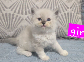 Ragdoll/mainecoon babies ready now