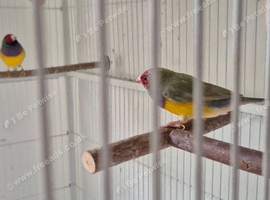 Nice male finches..
