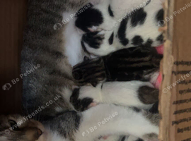 Cat and kittens for sale