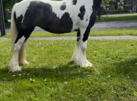 Registered 3yo Traditional Gypsy Cob Filly (TGCA) &ndash; Oakville Anastasia