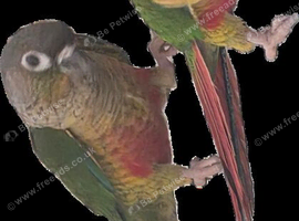 Pineapple conures
