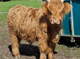 Highland cow - 3 year old steer