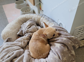 Chihuahua  for sale