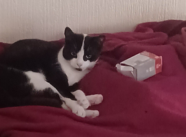 Black and white Cat