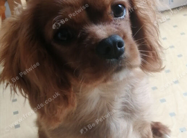 Cavalier king charles puppy